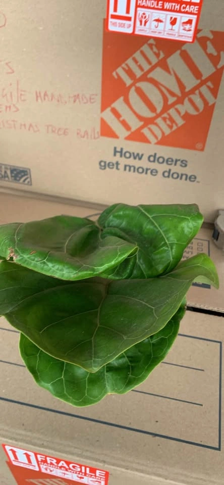 Set of 3 fiddle leaf fig leaves, 1 rooting - photo 4
