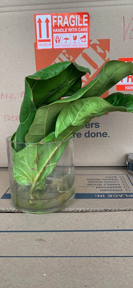 Set of 3 fiddle leaf fig leaves, 1 rooting - photo 5