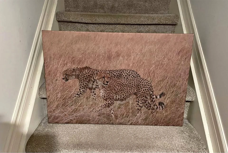 30x20" Cheetah Canvas Picture