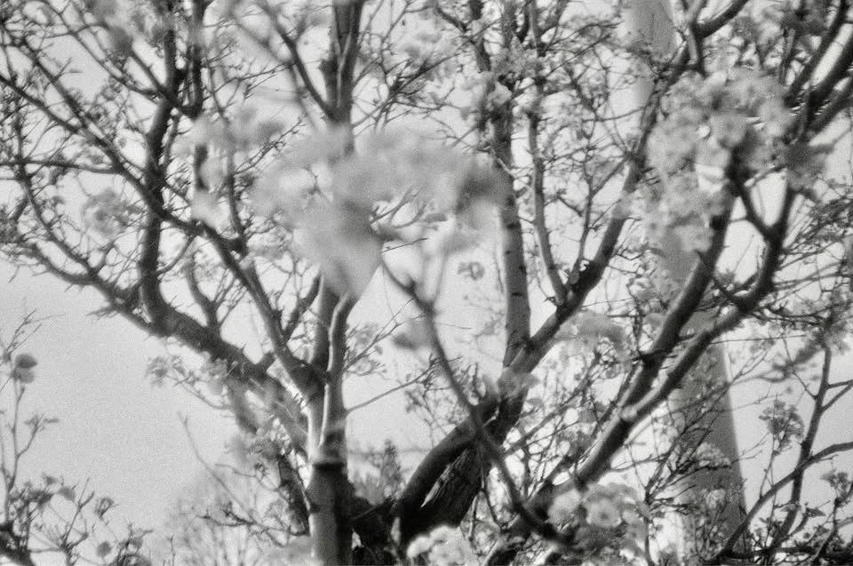 Konica C35 Film Camera - photo 5