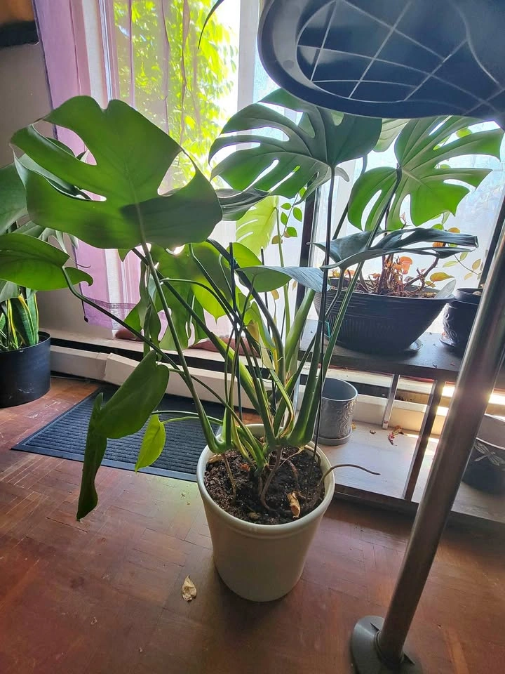 Monstera in pot for sale