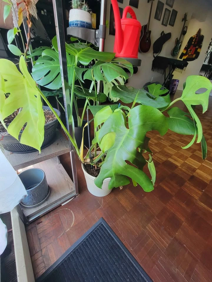 Monstera in pot for sale - photo 2