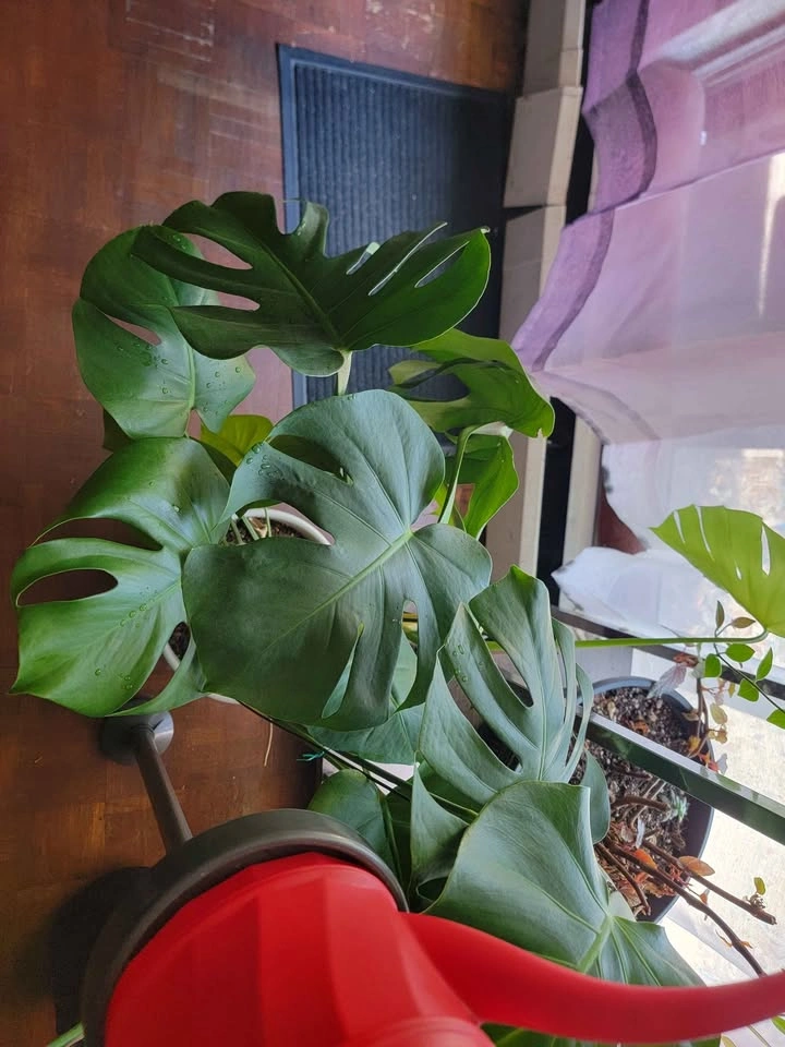 Monstera in pot for sale - photo 3