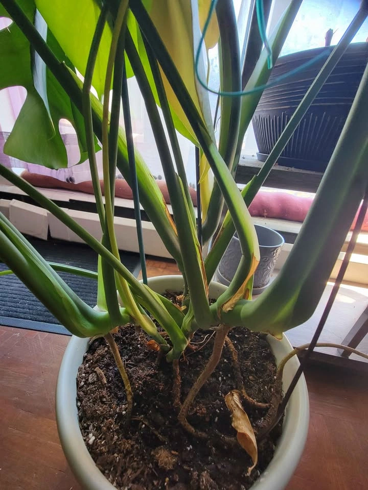 Monstera in pot for sale - photo 4
