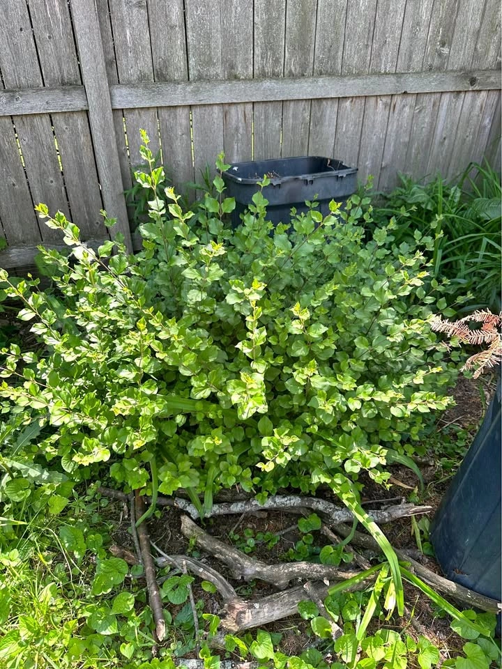 Mature 3’ Lilac Bush