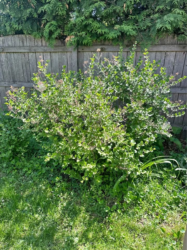 Mature 5’ Lilac Bush
