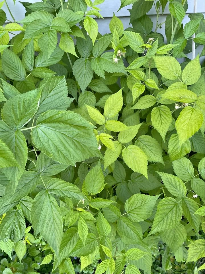 Red Raspberry Root About 2’ Tall