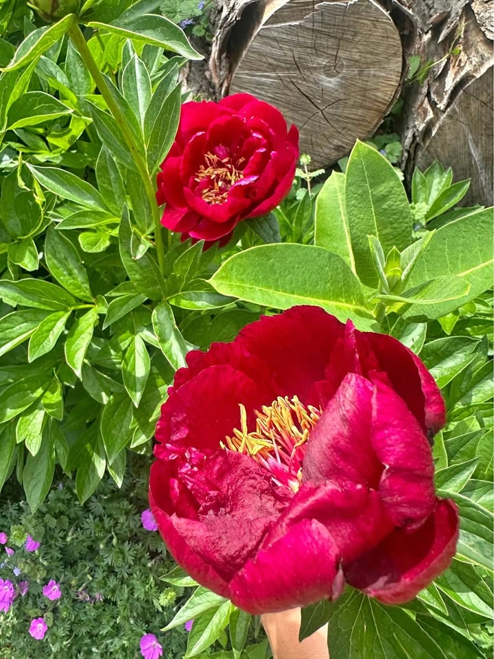 Peony Root