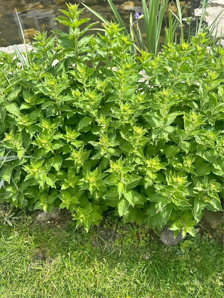 Yellow Loosestrife $ Per Root