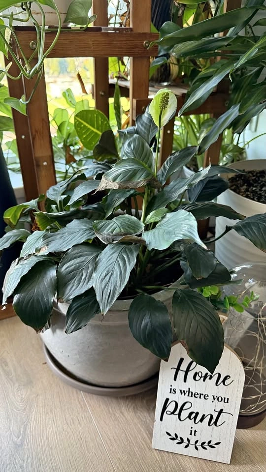 Peace Lily