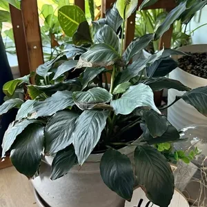 Peace Lily