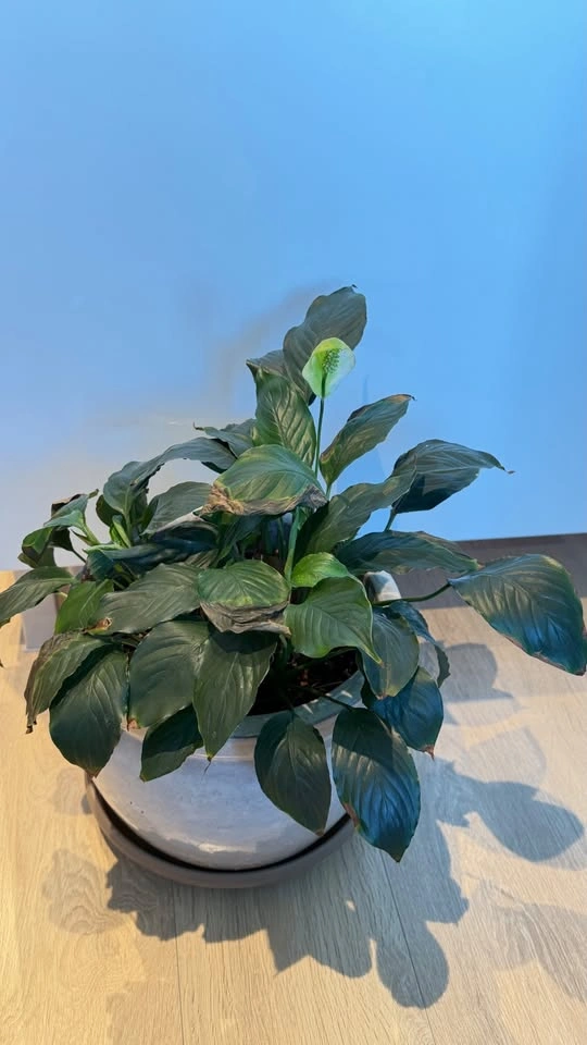 Peace Lily - photo 2