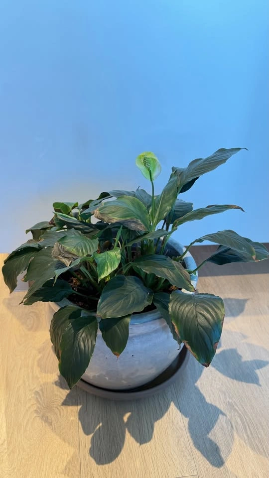 Peace Lily - photo 3