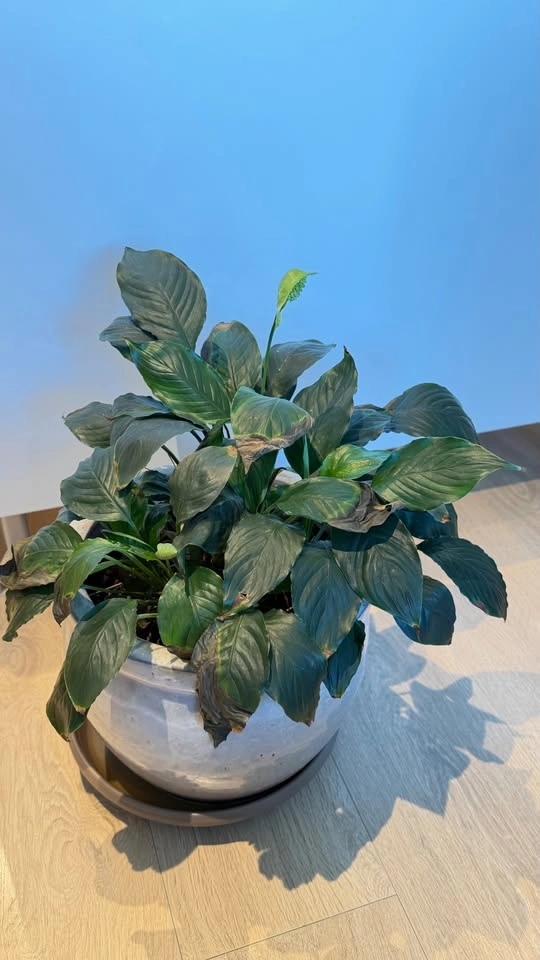 Peace Lily - photo 4