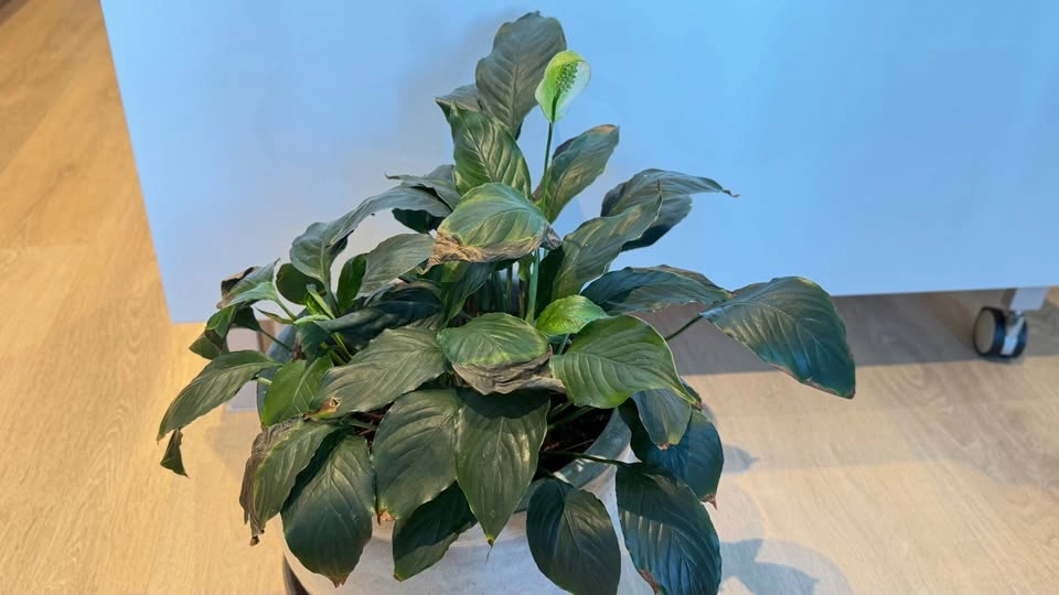 Peace Lily - photo 5