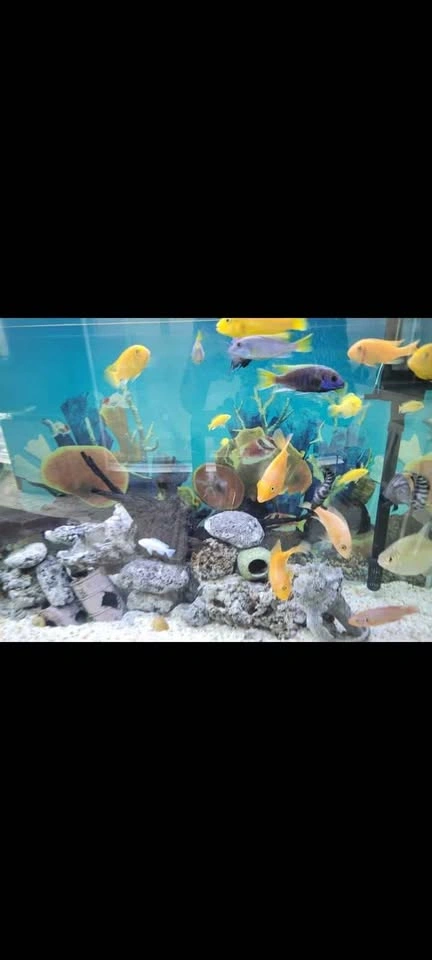 75 Gallon Fish Tank with Stand & Accessories - photo 4