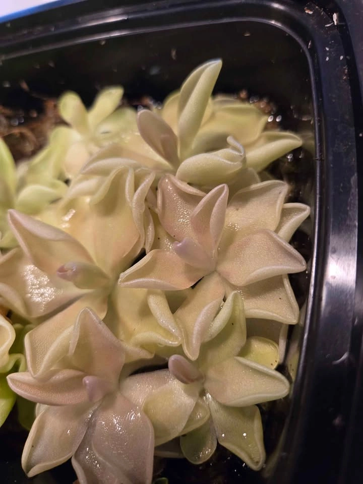 Pinguicula Blush (Butterwort) - selling individuals, not the who - photo 2