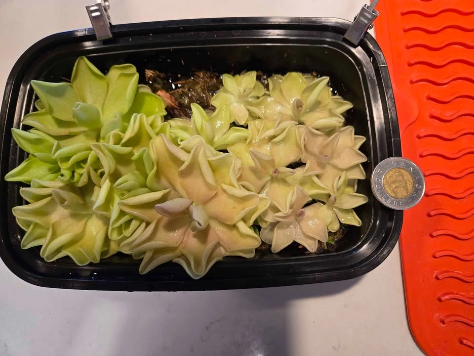 Pinguicula Blush (Butterwort) - selling individuals, not the who - photo 3