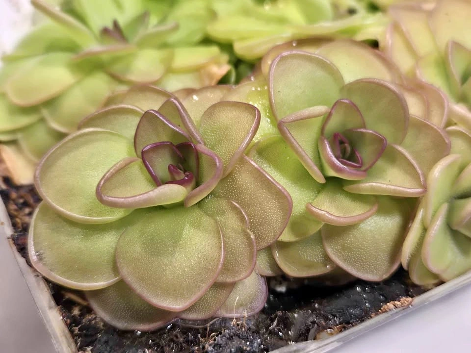 Pinguicula Hanka (Butterwort) - selling individuals