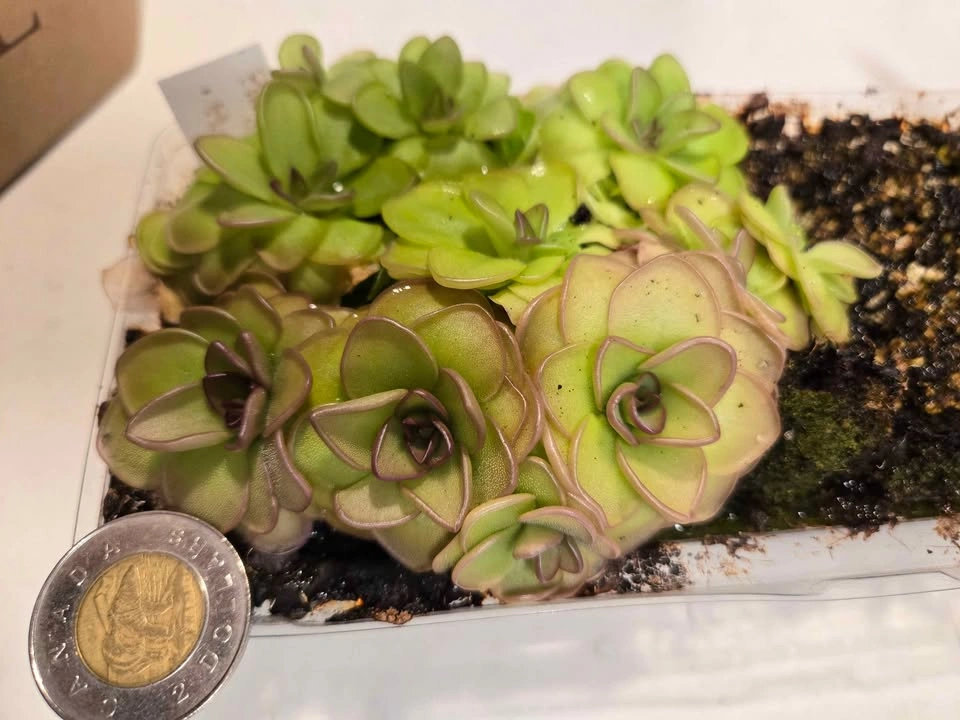 Pinguicula Hanka (Butterwort) - selling individuals - photo 2