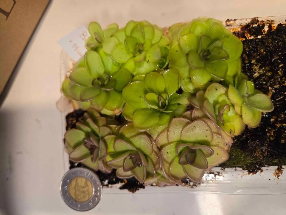 Pinguicula Hanka (Butterwort) - selling individuals - photo 3