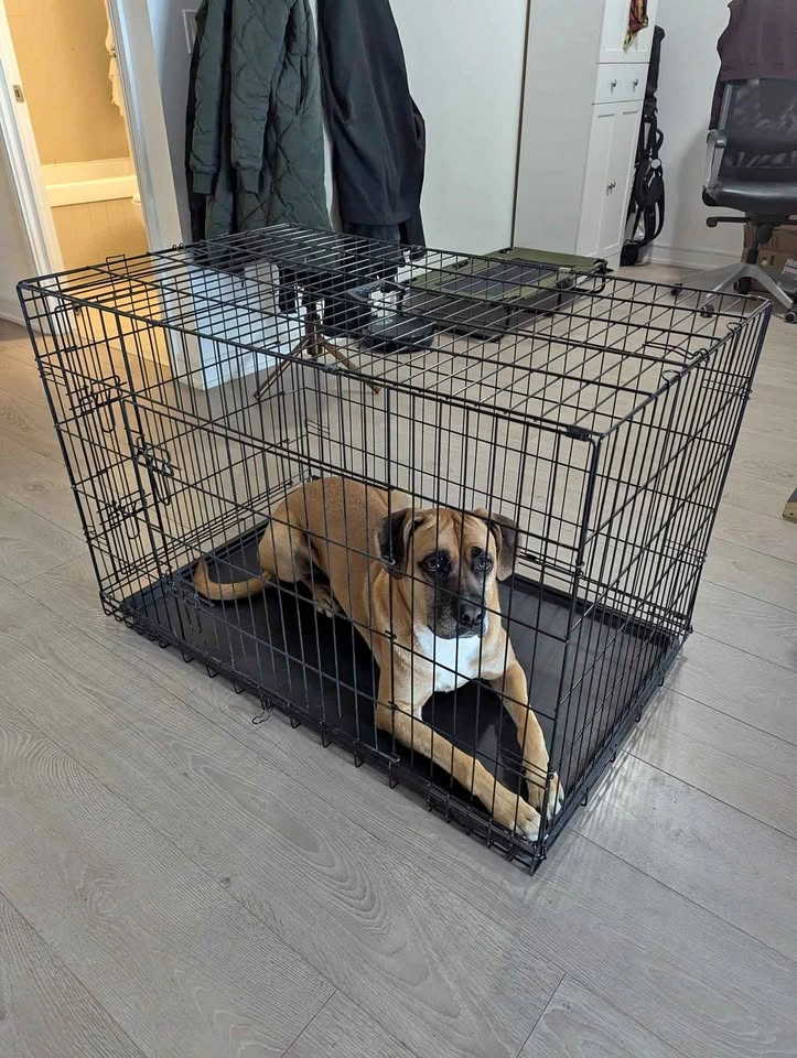 Large Black Dog Crate