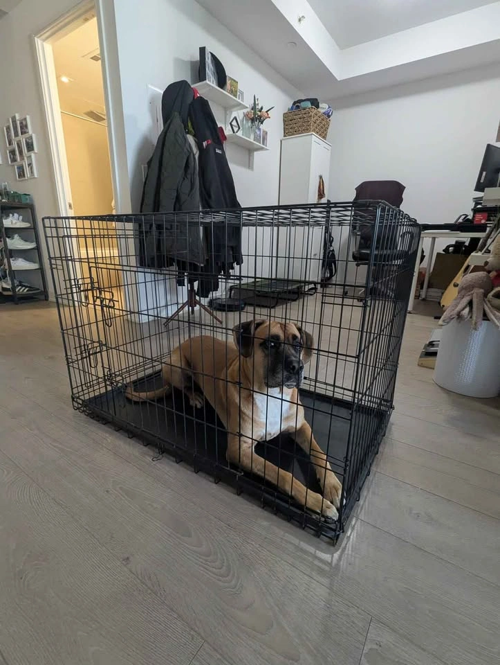 Large Black Dog Crate - photo 2