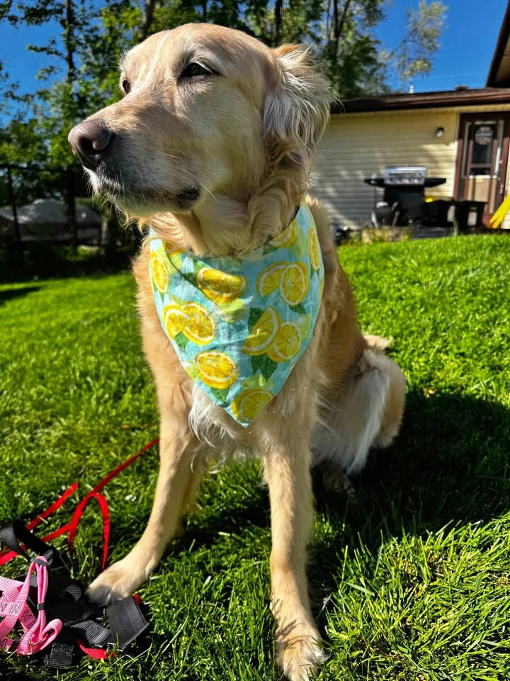 Lemon Print Dog Bandana