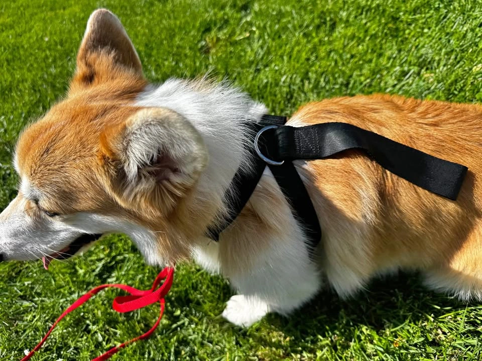 Four Paws Black Dog Harness Small-M