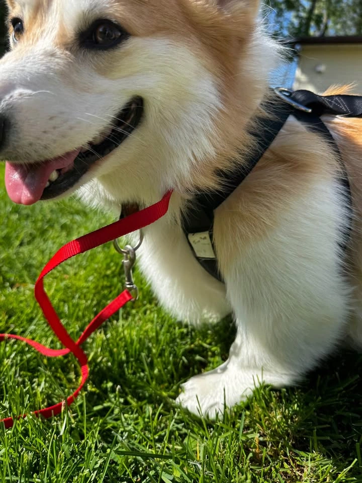 Four Paws Black Dog Harness Small-M - photo 2