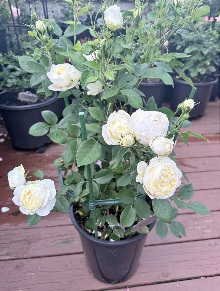 David Austin Rose