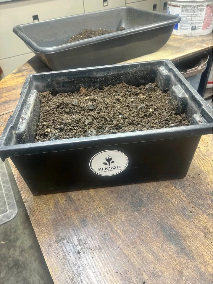 Red wiggler composting worms