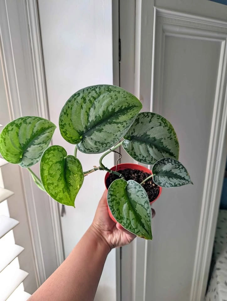 Scindapsus pictus 'Exotica'
