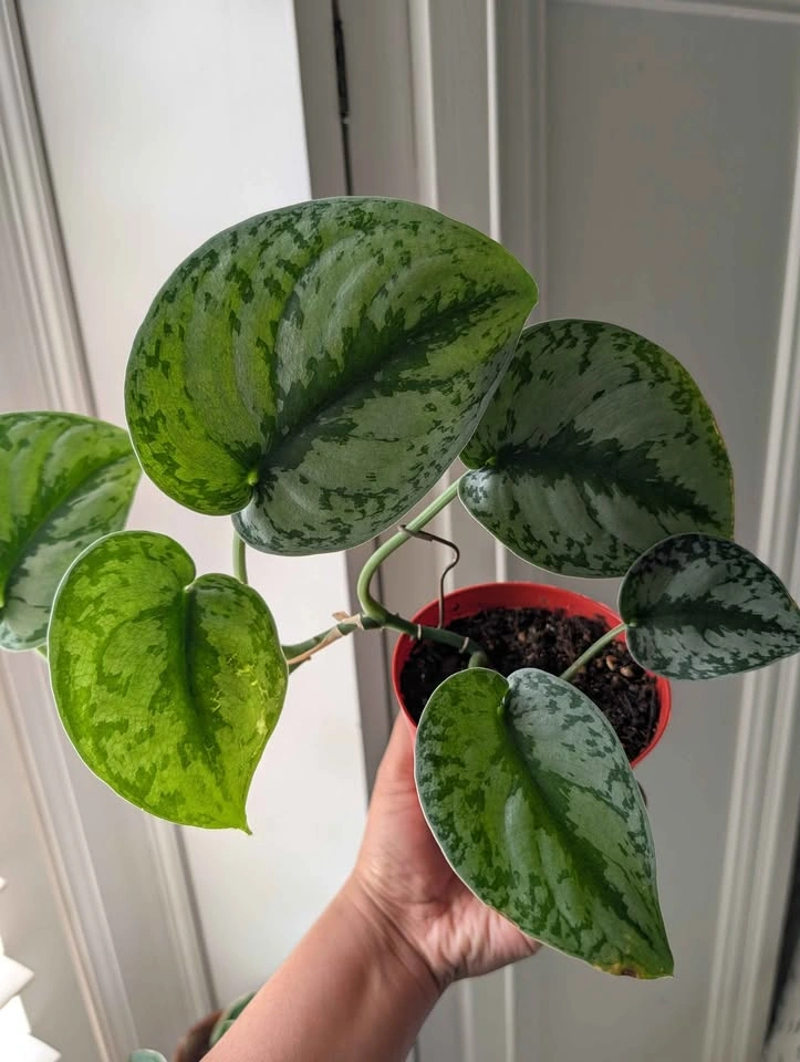 Scindapsus pictus 'Exotica' - photo 2