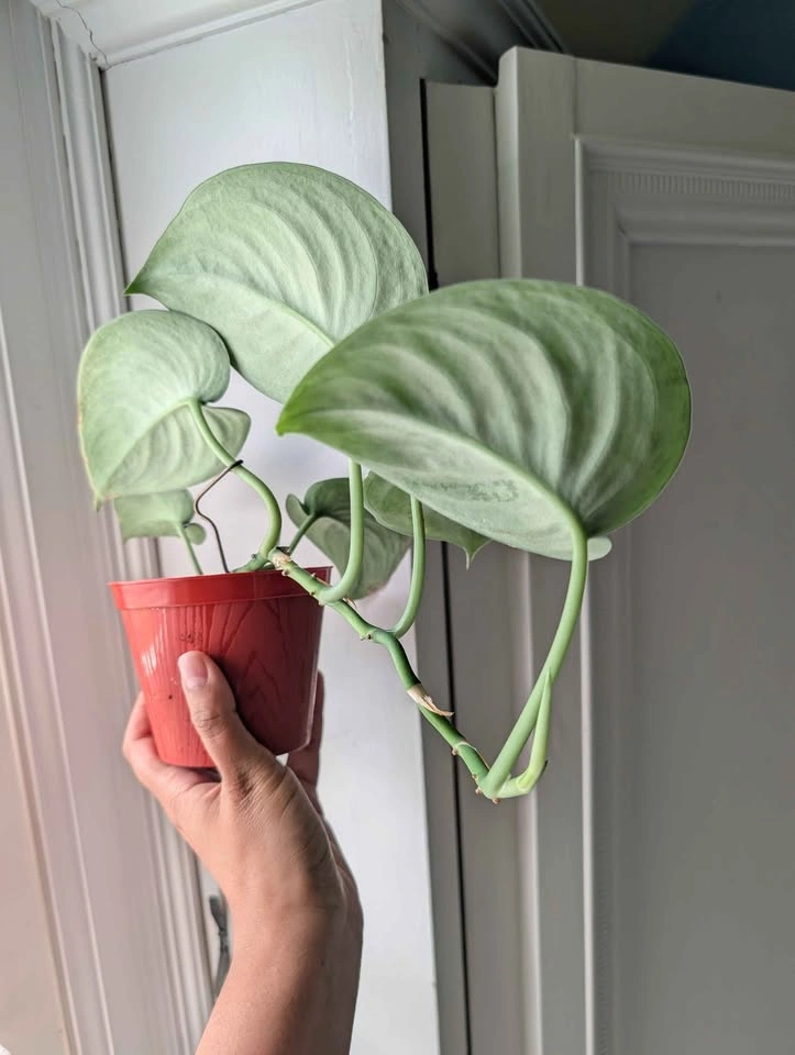 Scindapsus pictus 'Exotica' - photo 3
