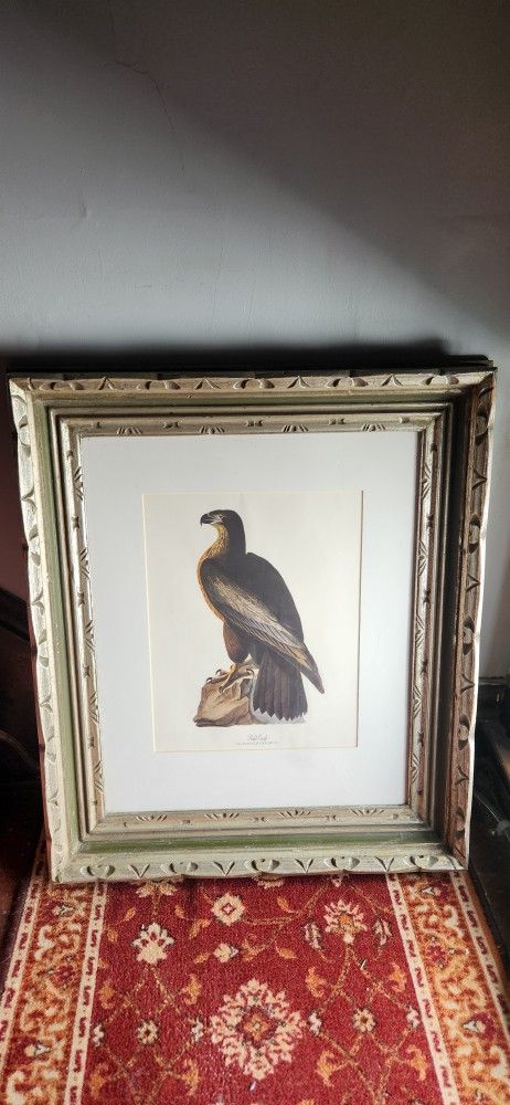 Vintage Audubon BALD EAGLE Birds Of Washington Print