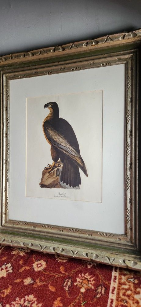 Vintage Audubon BALD EAGLE Birds Of Washington Print - photo 2