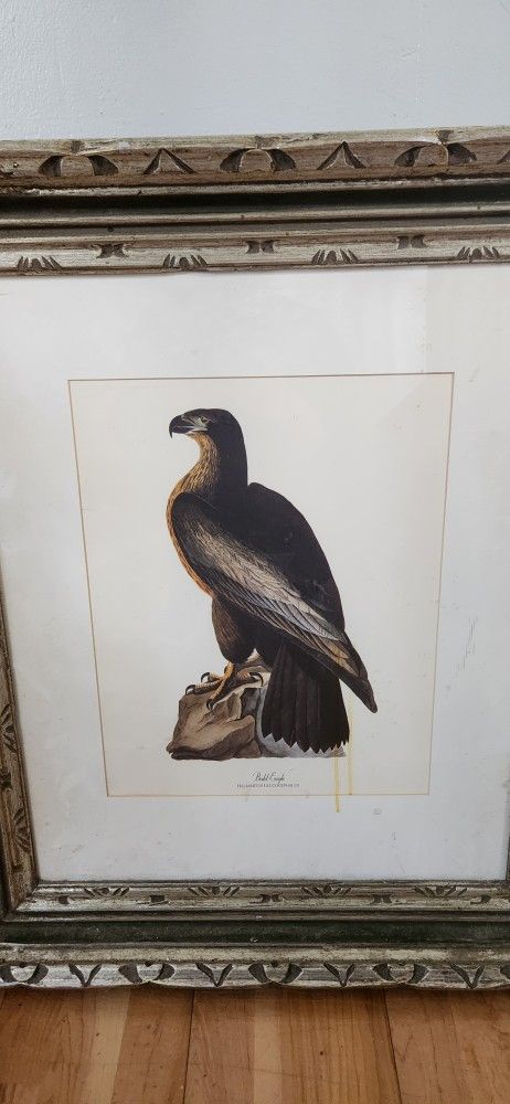Vintage Audubon BALD EAGLE Birds Of Washington Print - photo 3