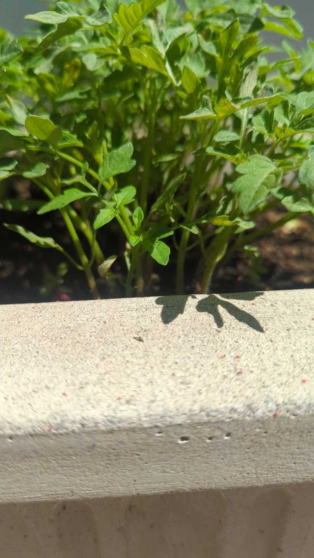 Cherry and Grape Tomato Seedlings