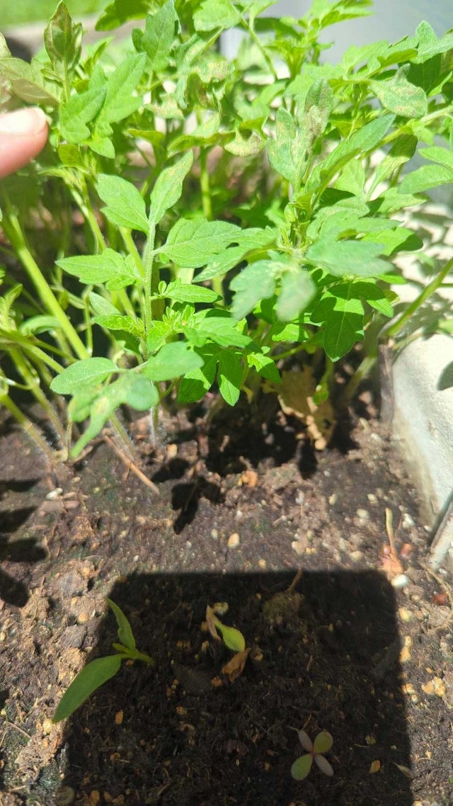 Cherry and Grape Tomato Seedlings - photo 2