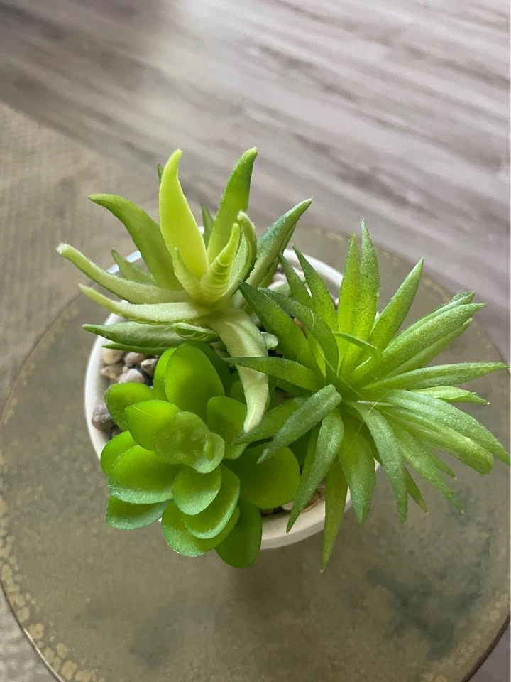 Cute artificial succulent plant in 'Thank you for helping me blo - photo 2