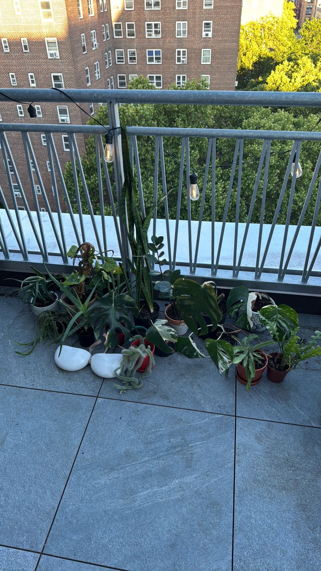 Moving Sale: All Plants Must Go!
