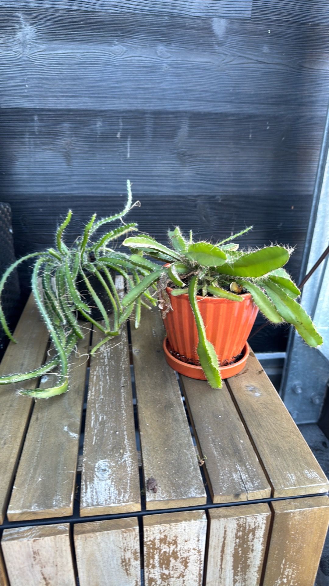Moving Sale: All Plants Must Go! - photo 2