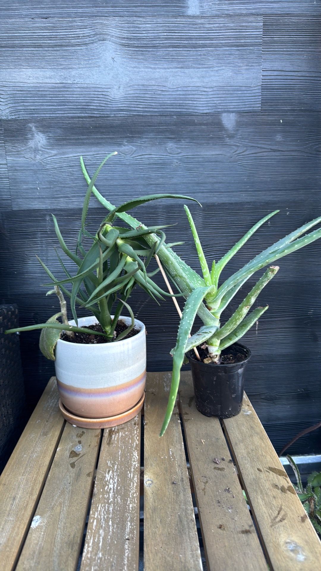 Moving Sale: All Plants Must Go! - photo 3