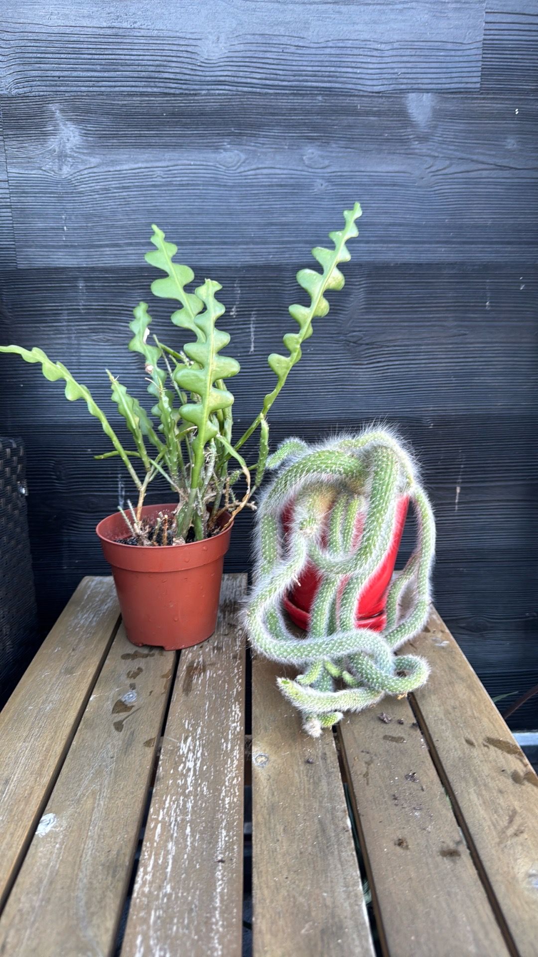 Moving Sale: All Plants Must Go! - photo 4