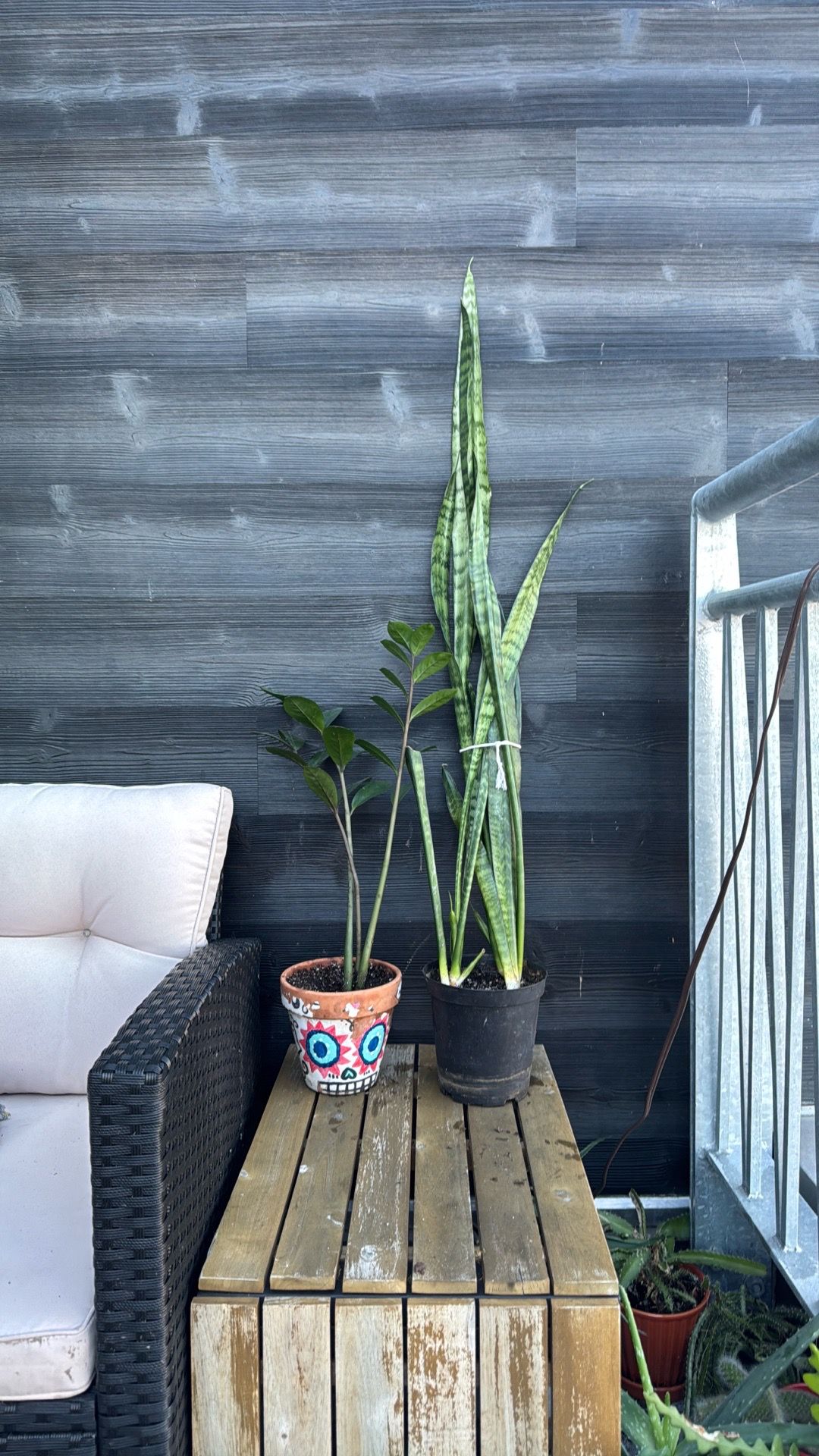 Moving Sale: All Plants Must Go! - photo 5
