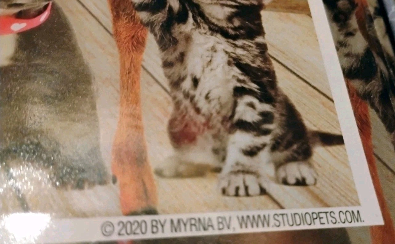 Jumbo Myrna "True Love Studio Pets" 500 Piece Jigsaw Puzzle - photo 4