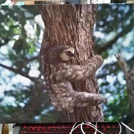 Sloth Framed Canvas Print