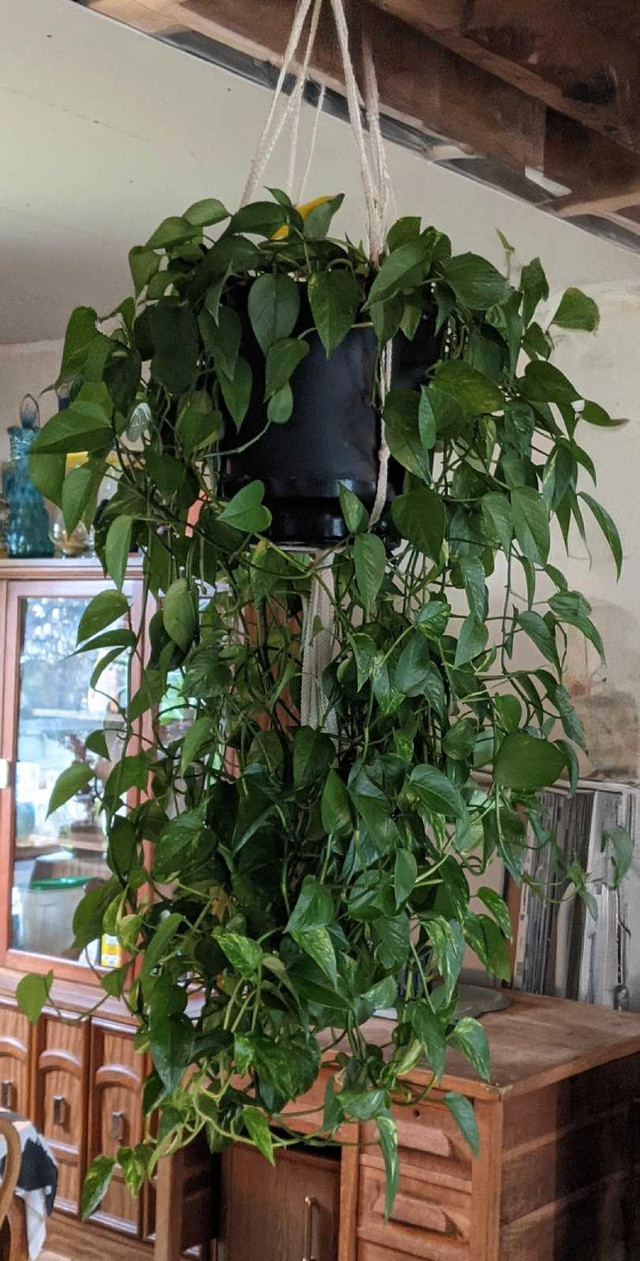 Huge, Healthy, Gorgeous 5'L x 3'W Hanging Pothos Devil's Ivy - photo 2