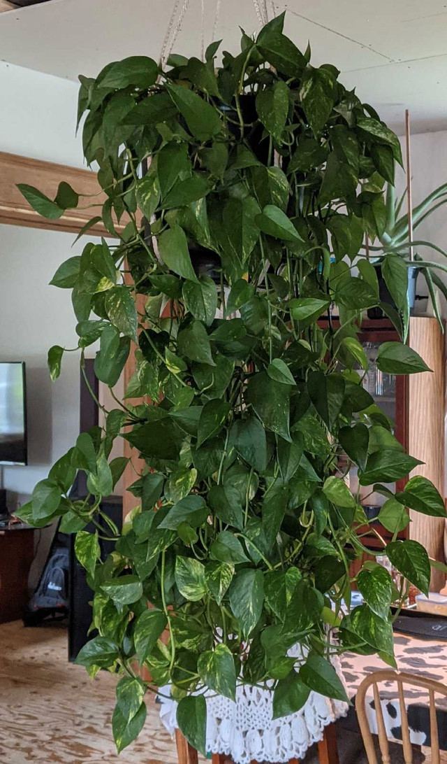 Huge, Healthy, Gorgeous 5'L x 3'W Hanging Pothos Devil's Ivy - photo 3